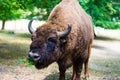 Aurochs in Hateg reservation , Romania