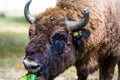 Aurochs in Hateg reservation , Romania