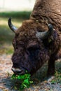 Aurochs in Hateg reservation , Romania