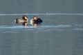 Australasian Crested Grebes