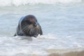 Australasian fur seal