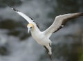 Australasian Gannet Royalty Free Stock Photo