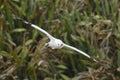 Australasian gannet in flight Royalty Free Stock Photo