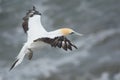 Australasian Gannet landing Royalty Free Stock Photo