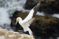 Australasian Gannet landing Royalty Free Stock Photo