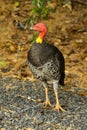 Wild Australian brush turkey Royalty Free Stock Photo