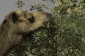 Wild Australian camel with a mouthful of gum leaves