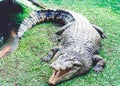Really wild australian crocodile