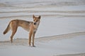 Wild Australian dingo Royalty Free Stock Photo