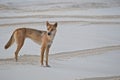 Wild Australian dingo