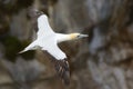 Australian gannet flight portrait Royalty Free Stock Photo