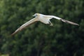 Australian gannet in flight Royalty Free Stock Photo