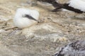 Australasian gannet fledgling