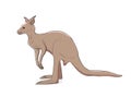 Kangaroo Vector Illustration