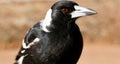 Wild Australian Magpie upper body profile