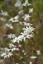 Wild Australian native flannel flowers, Actinotus helianthi, growing in Sydney open forest