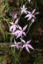 Wild Australian orchid - pink fairy