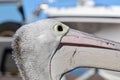 Wild Australian pelican closeup head profile