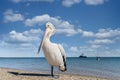 Wild Australian pelican Pelecanus conspicillatus standing on the shore of a beach