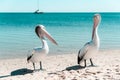 Wild Australian pelicans resting on the shore