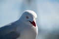 Wild Australian seagull bird