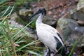 Wild Australian white ibis or Threskiornis molucca bird in a park in Sydney Australia