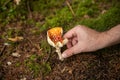 Wild autumn forest mushroom being picked by a male hand. Close up low angle shot, unrecognizable person Royalty Free Stock Photo