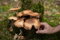 Wild autumn forest mushroom being picked by a male hand. Close up low angle shot, unrecognizable person Royalty Free Stock Photo