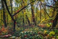 Wild autumn forest Royalty Free Stock Photo