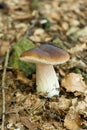 Wild autumn mushrooms background, brown boletus, cep. Penny bun, porcino or porcini Royalty Free Stock Photo