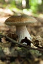 Wild autumn mushrooms background, brown boletus, cep. Penny bun, porcino or porcini Royalty Free Stock Photo