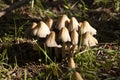 Wild autumn mushrooms - toadstools among the green grass on a sunny day. October Royalty Free Stock Photo
