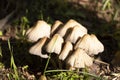 Wild autumn mushrooms - toadstools among the green grass on a sunny day. October Royalty Free Stock Photo