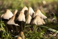 Wild autumn mushrooms - toadstools among the green grass on a sunny day. October Royalty Free Stock Photo