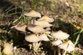 Wild autumn mushrooms - toadstools among the green grass on a sunny day. October Royalty Free Stock Photo