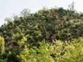 Wild azaleas blooming in the mountains around Umpenji, temple number 66 of Shikoku pilgrimage