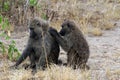 Wild baboons in Africa Uganda