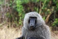 Wild baboons in Africa Uganda