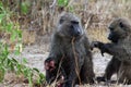 Wild baboons in Africa Uganda