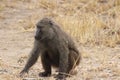 Wild baboons in Africa Uganda