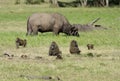 Wild Baboons and a grazing wild buffalo