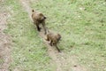 Wild baboons in the wild
