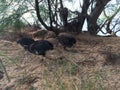 Wild Baby Chickens under Casuarina Tree on Beach in Kapaa on Kauai Island in Hawaii. Royalty Free Stock Photo