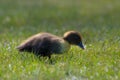 Wild baby duck in Tasmania