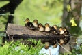 Wild baby ducks resting on a log Royalty Free Stock Photo