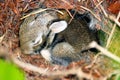 Baby Eastern Cotton Tail Rabbit