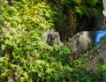 Wild Baby fledgling Great horned owl - Bubo virginianus - looking with mouth open standing up in nest in oak tree Royalty Free Stock Photo