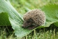 Baby Hedgehog