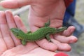 Wild baby. Little green lizard Royalty Free Stock Photo