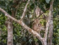 Wild baby long tailed macaque sucking breast milk from its mother Royalty Free Stock Photo